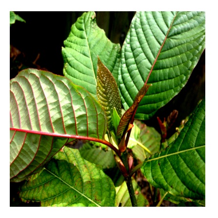 Red Vein Kratom Plant