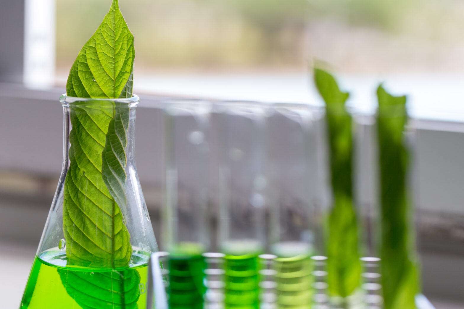 Kratom being tested by a scientist in a lab to determine it's purity and determine what Kratom strain is the strongest and has the most profound effect.